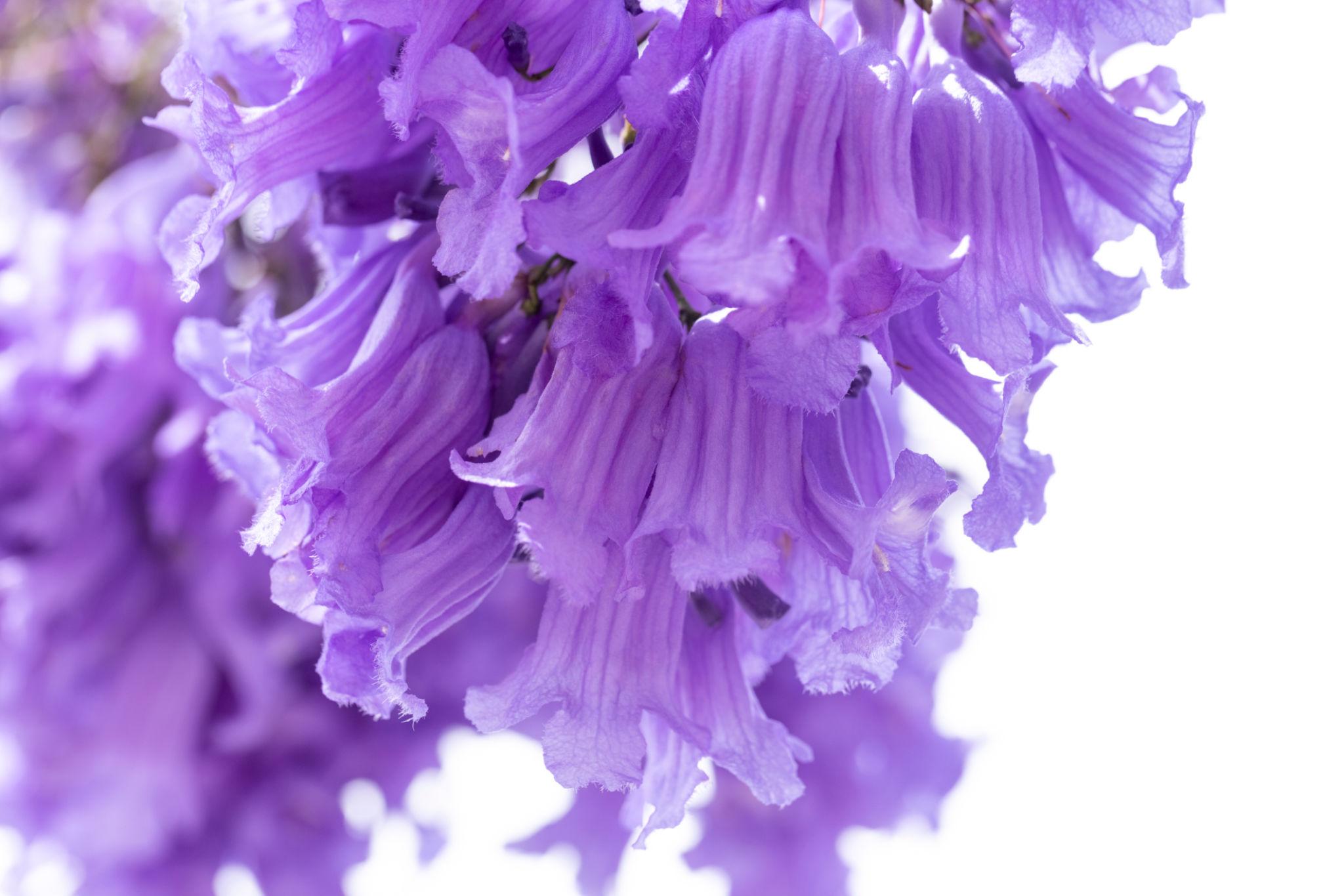 Jacaranda